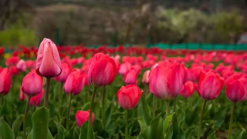 Mesmerising Srinagar Tour Packages - 2