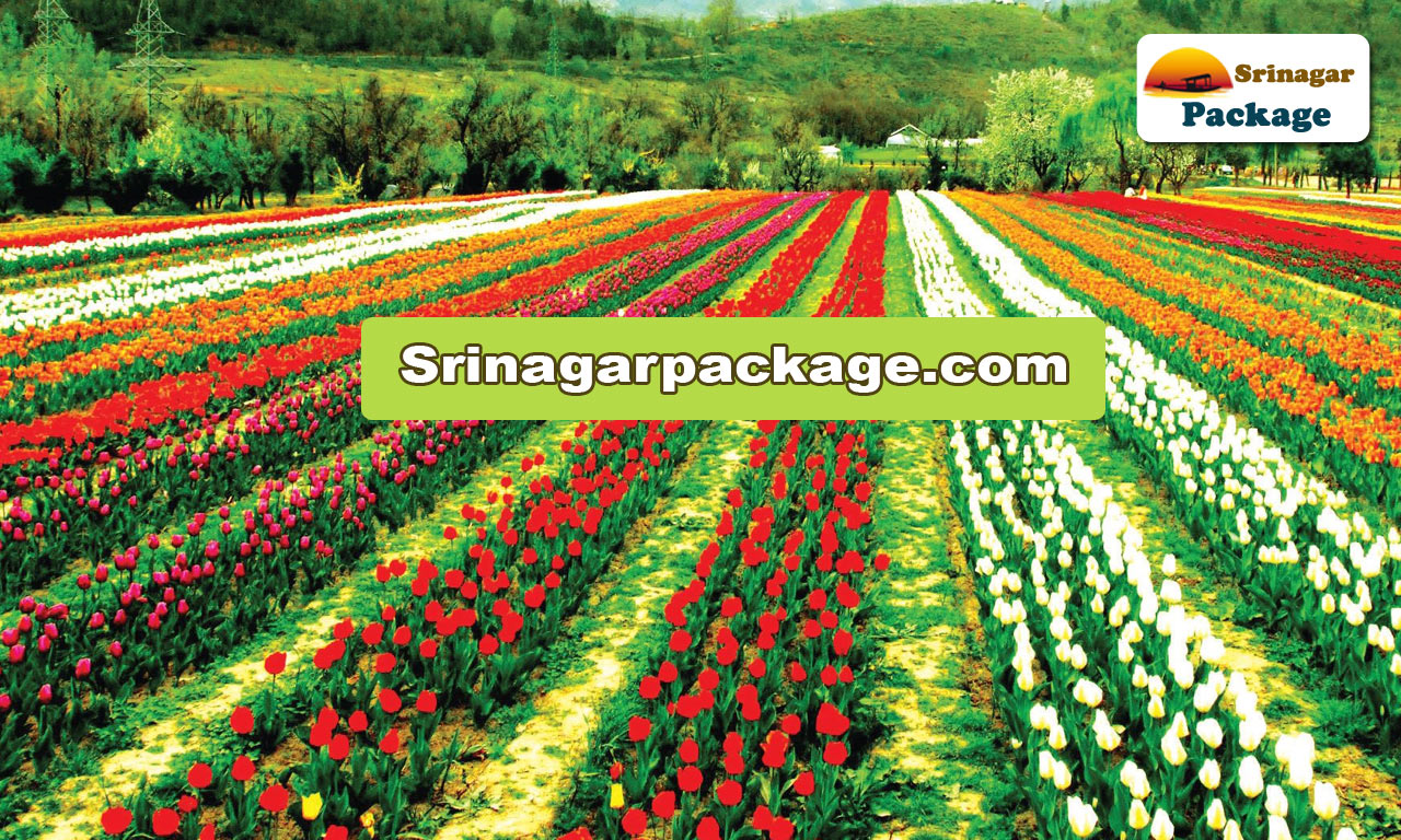 Kashmir-Tulip-Festival-Packge.jpg