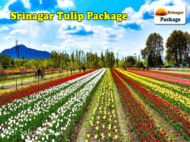 Srinagar-Tulip-Package.jpg